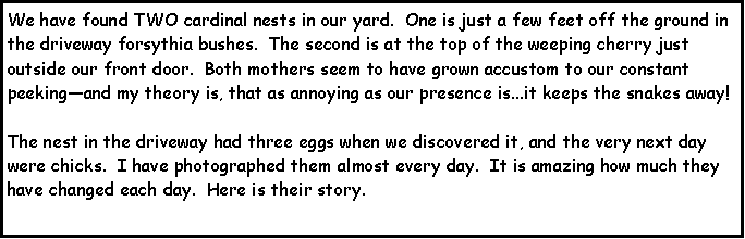 Text Box: We have found TWO cardinal nests in our yard.  One is just a few feet off the ground in the driveway forsythia bushes.  The second is at the top of the weeping cherry just outside our front door.  Both mothers seem to have grown accustom to our constant peekingand my theory is, that as annoying as our presence is...it keeps the snakes away!  The nest in the driveway had three eggs when we discovered it, and the very next day were chicks.  I have photographed them almost every day.  It is amazing how much they have changed each day.  Here is their story.