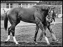 Secretariat's Pedigree